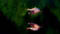 204 Roseate Spoonbill (Platalea ajaja) LA