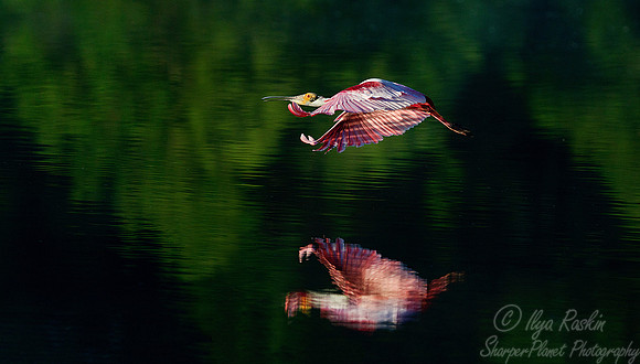 204 Roseate Spoonbill (Platalea ajaja) LA