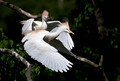 199 Cattle Egrets (Bubulcus ibis) - LA