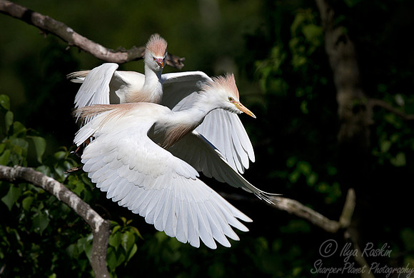 199 Cattle Egrets (Bubulcus ibis) - LA