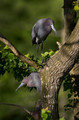 200 Little Blue Herons (Egretta caerulea) LA