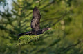 094 Double-crested Cormorant (Phalacrocorax auritus) LA