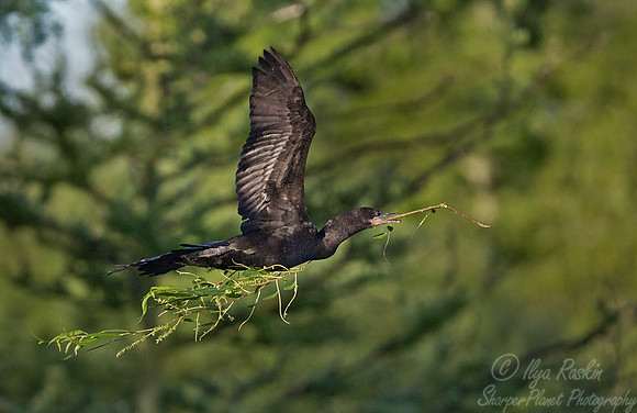 094 Double-crested Cormorant (Phalacrocorax auritus) LA