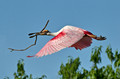 202 Roseate Spoonbill (Platalea ajaja) LA