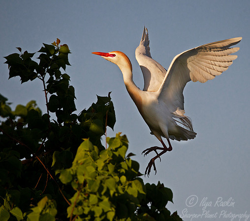 195 Cattle Egret (Bubulcus ibis) - LA