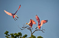 205 Roseate Spoonbills (Platalea ajaja) LA