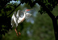 193 Cattle Egret (Bubulcus ibis) - LA