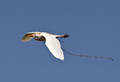 192 Cattle Egret (Bubulcus ibis) - LA