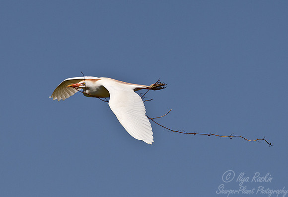 192 Cattle Egret (Bubulcus ibis) - LA