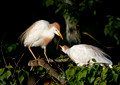 198 Cattle Egrets (Bubulcus ibis) - LA