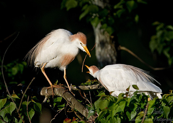 198 Cattle Egrets (Bubulcus ibis) - LA