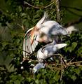 197 Cattle Egrets (Bubulcus ibis) - LA
