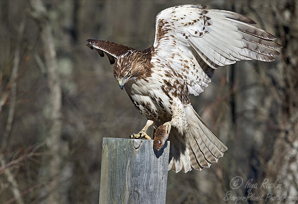 158 Red-tailed Hawk (Buteo jamaicensis) - NJ