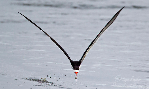 164 Black Skimmer (Rynchops niger) - NJ