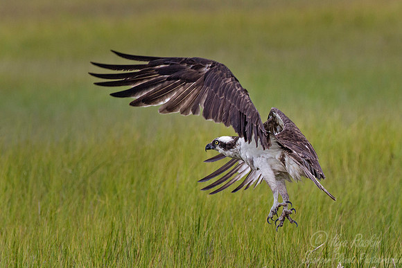 163 Osprey (Pandion haliaetus) - NJ
