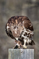2014 Forsythe National Wildlife Refuge
