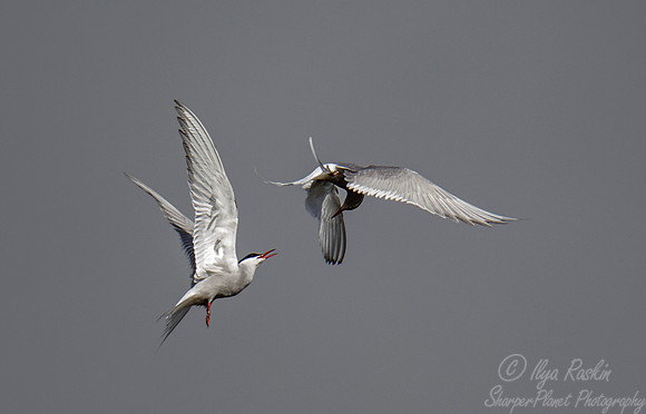 162 Arctic Tern (Sterna paradisaea) - Anchorage AK