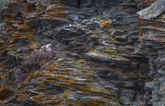 154 Rough-legged Hawk (Buteo lagopus) - Nome AK