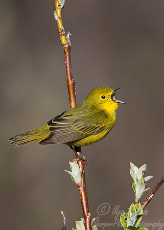 012 American Yellow Warbler (Setophaga petechia) - Nome AK