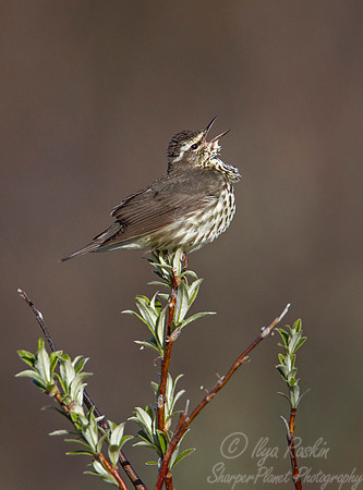 010 Northern Waterthrush (Parkesia noveboracensis) - Nome AK