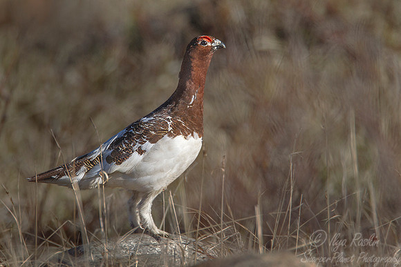 009 Willow ptarmigan (Lagopus lagopus) - Nome AK