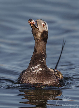 116 Long-tailed Duck (Clangula hyemalis) - Nome AK