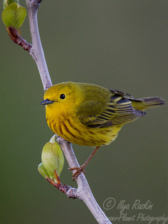 013 American Yellow Warbler (Setophaga petechia) - Nome AK