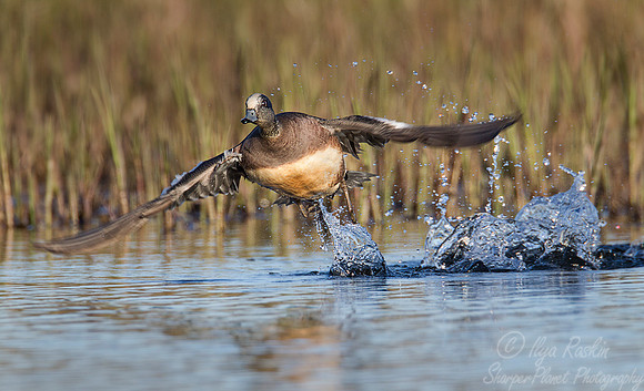120 American Wigeon (Anas americana) - Nome AK