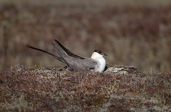 144 Long-tailed Jaeger (Stercorarius longicaudus) - Nome AK