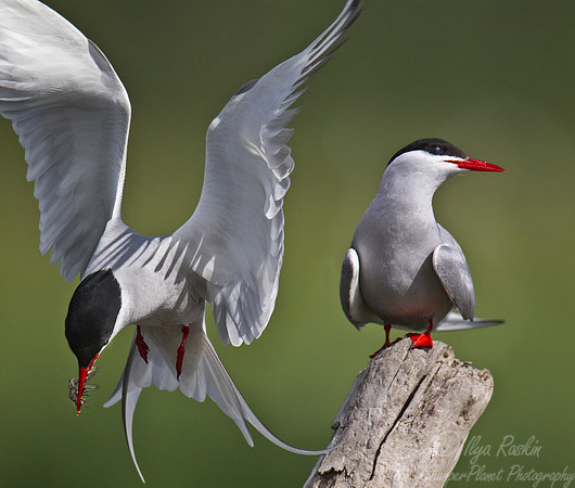 163 Arctic Tern (Sterna paradisaea) - Anchorage AK