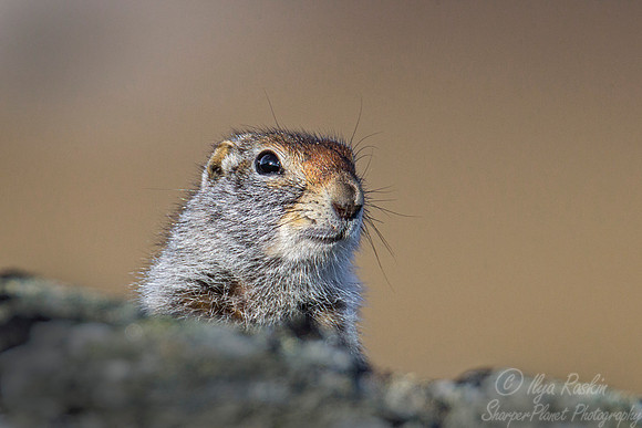 075 Arctic ground squirrel (Spermophilus parryii) - Nome AK