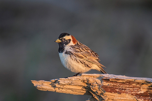 008 Lapland longspur (Calcarius lapponicus) - Nome AK