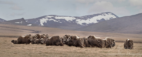 126 Muskoxen (Ovibos moschatus) - Nome AK
