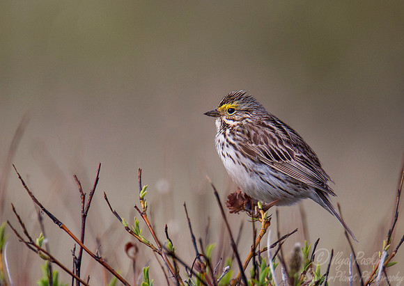 089 Savannah Sparrow (Passerculus sandwichensis) - Nome AK