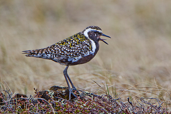 156 Pacific Golden Plover (Pluvialis fulva) - Nome AK