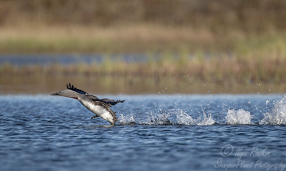 099 Red-throated Loon (Gavia stellata) - Nome AK