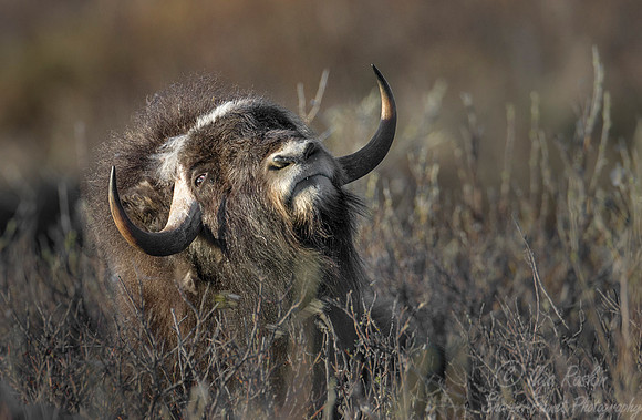 130 Muskox (Ovibos moschatus) - Nome AK
