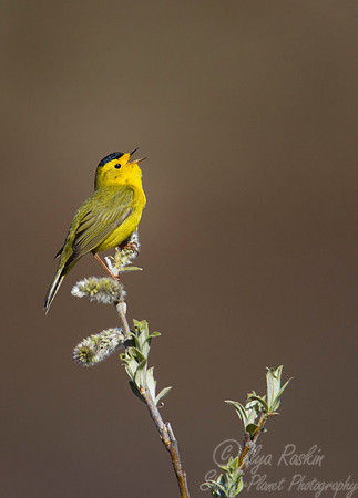 011 Wilson's warbler (Cardellina pusilla) - Nome AK