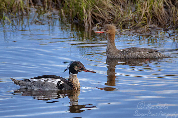 124 Red-breasted Merganser (Mergus serrator) - Nome AK