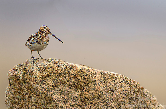 148 Common Snipe (Gallinago gallinago) - Nome AK