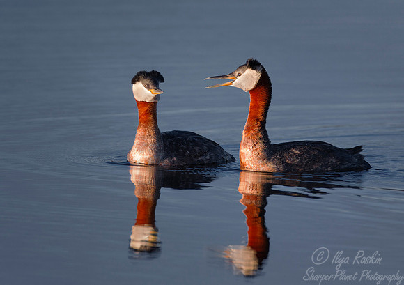 095 Red-necked Grebe (Podiceps grisegena) - Nome AK