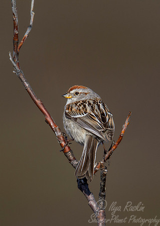 088 White-crowned Sparrow (Zonotrichia leucophrys) - Nome AK