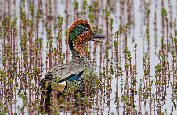 122 Green-winged Teal (Anas carolinensis) - Nome AK