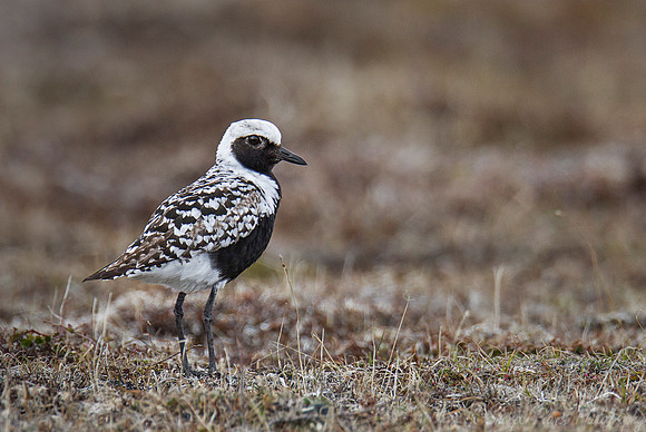 159 Black-bellied Plover (Pluvialis squatarola) - Nome AK