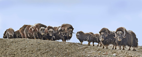 127 Muskoxen (Ovibos moschatus) - Nome AK