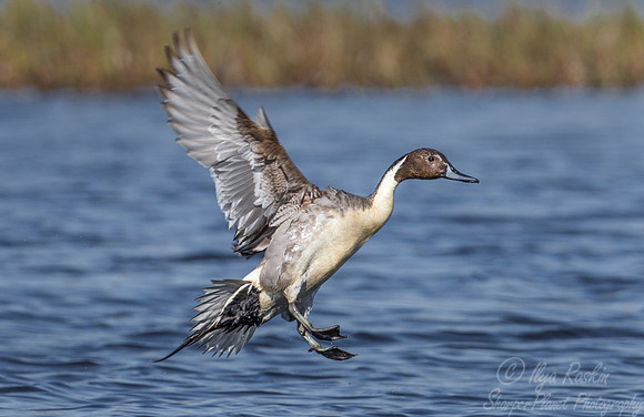 118 Northern Pintail (Anas acuta) - Nome AK