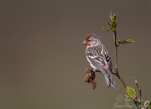 086 Common Redpoll (Acanthis flammea) - Nome AK