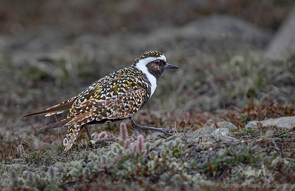 158 American Golden Plover (Pluvialis dominica) - Nome AK