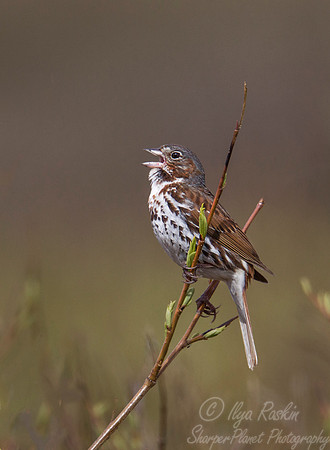 090 Fox Sparrow (Passerella iliaca) - Nome AK