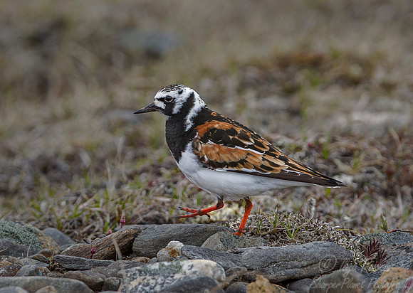 147 Ruddy Turnstone (Arenaria interpres) - Nome AK